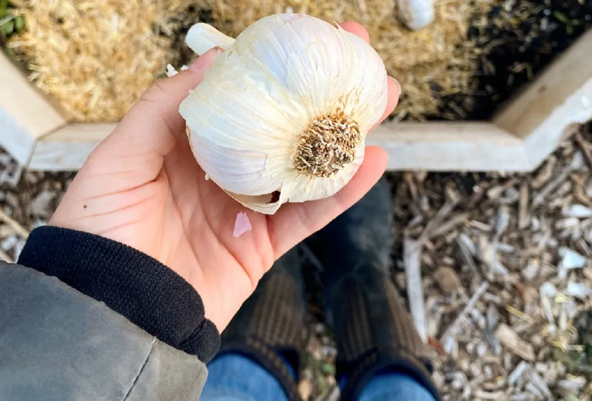 Sustaining Vitality: Garlic Benefits Legacy